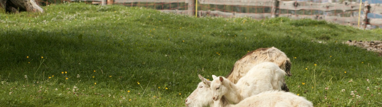 Vendita diretta produttori - un modo per sostenere l economia locale | AgriCook